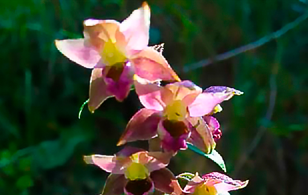 Orquídea Epipactis tremolsii, especie protegida localizada en campo