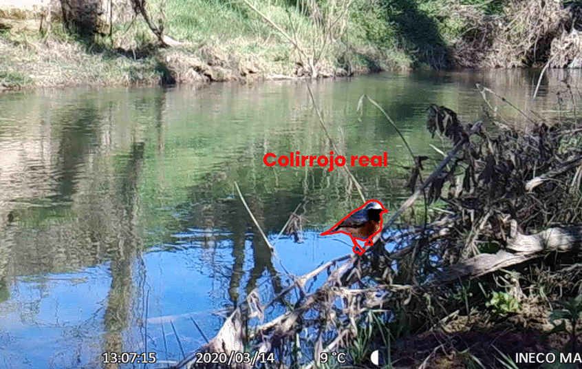 GIF ANIMADO FOTOTRAMPEO BURGOS VITORIA