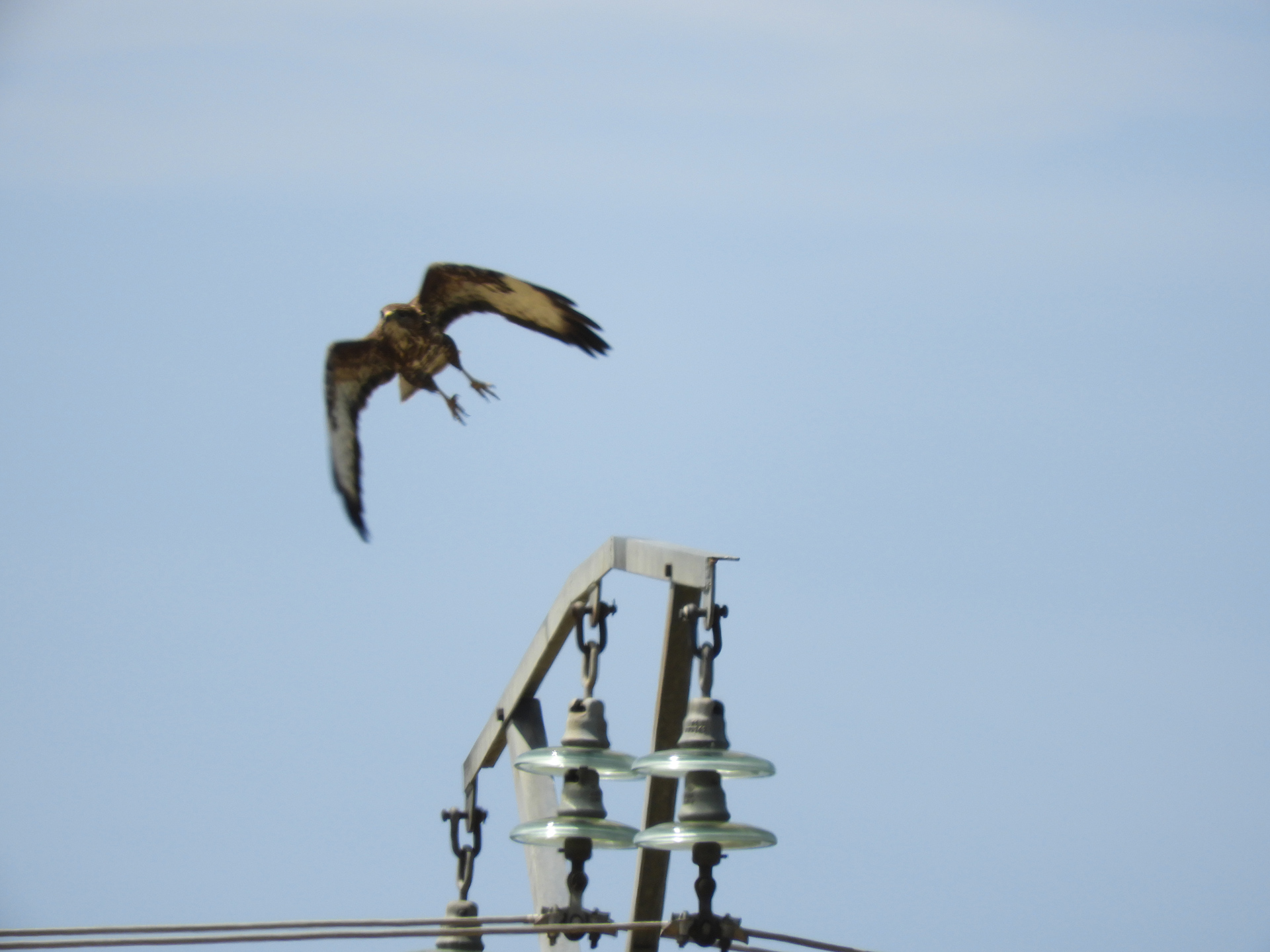 Aguila volando cerca a cables de tensión