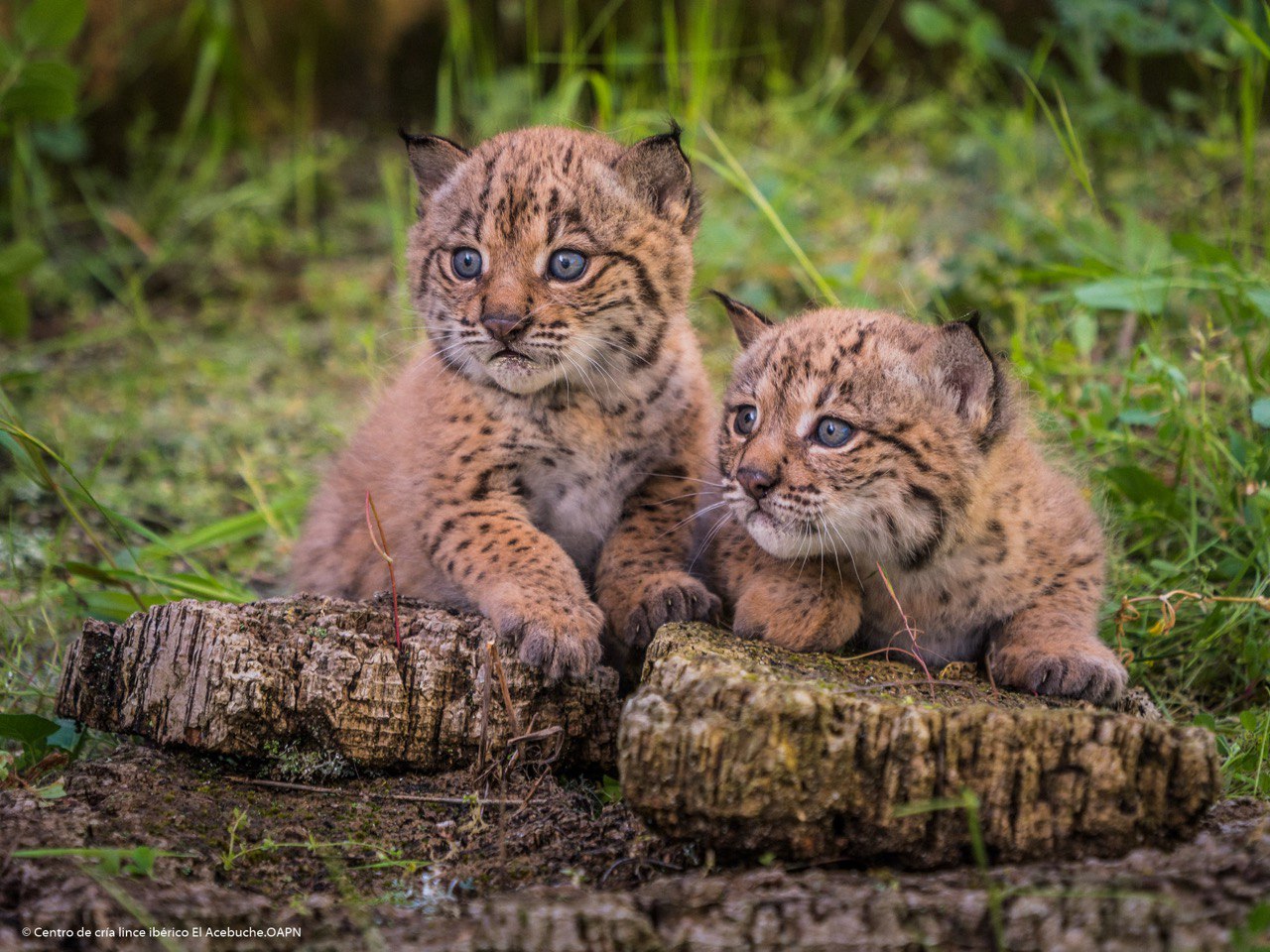 CACHORROS LINCE CENTRO CRIA EL ACEBUCHE MITECO