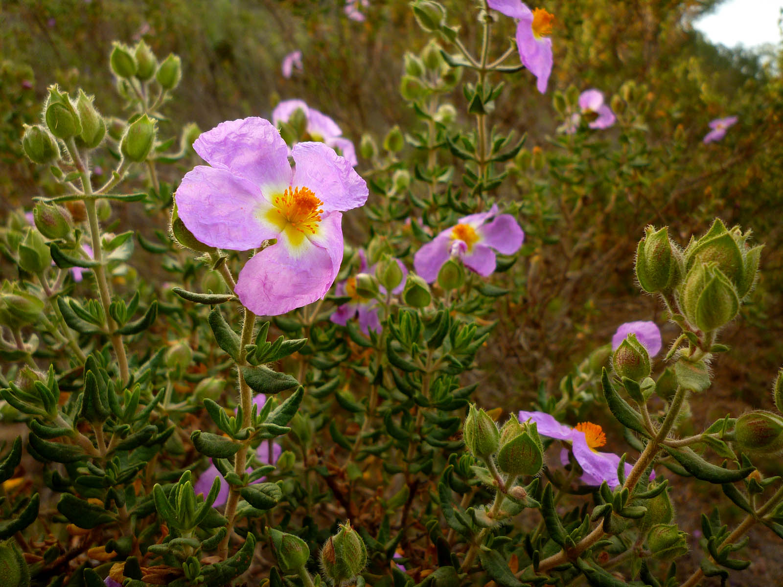 Flor Cistus heterophyllus