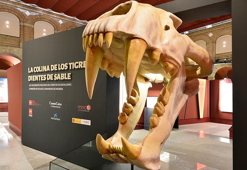 Skull of a saber-toothed tiger