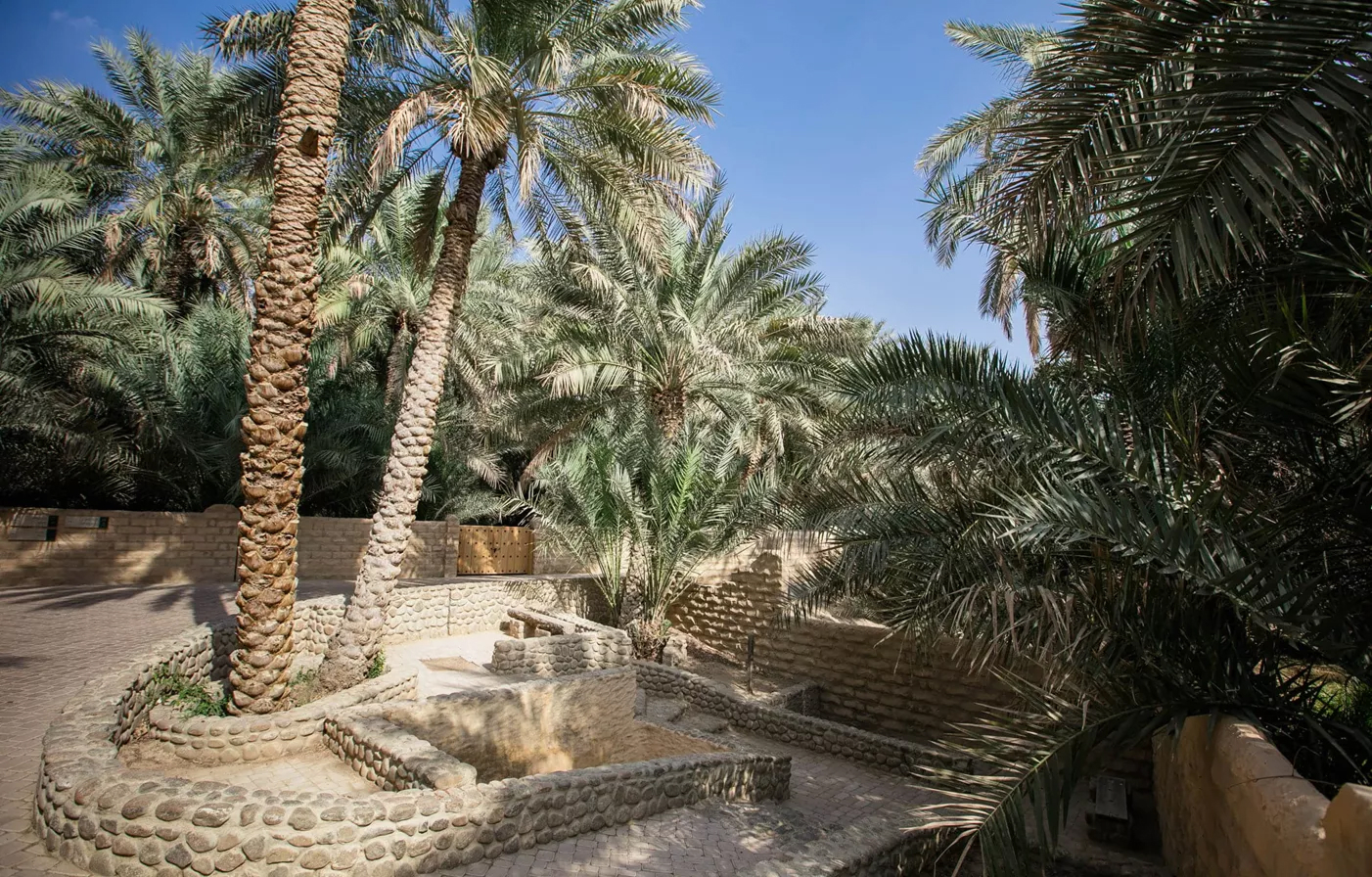 Palm grove in Al Ain