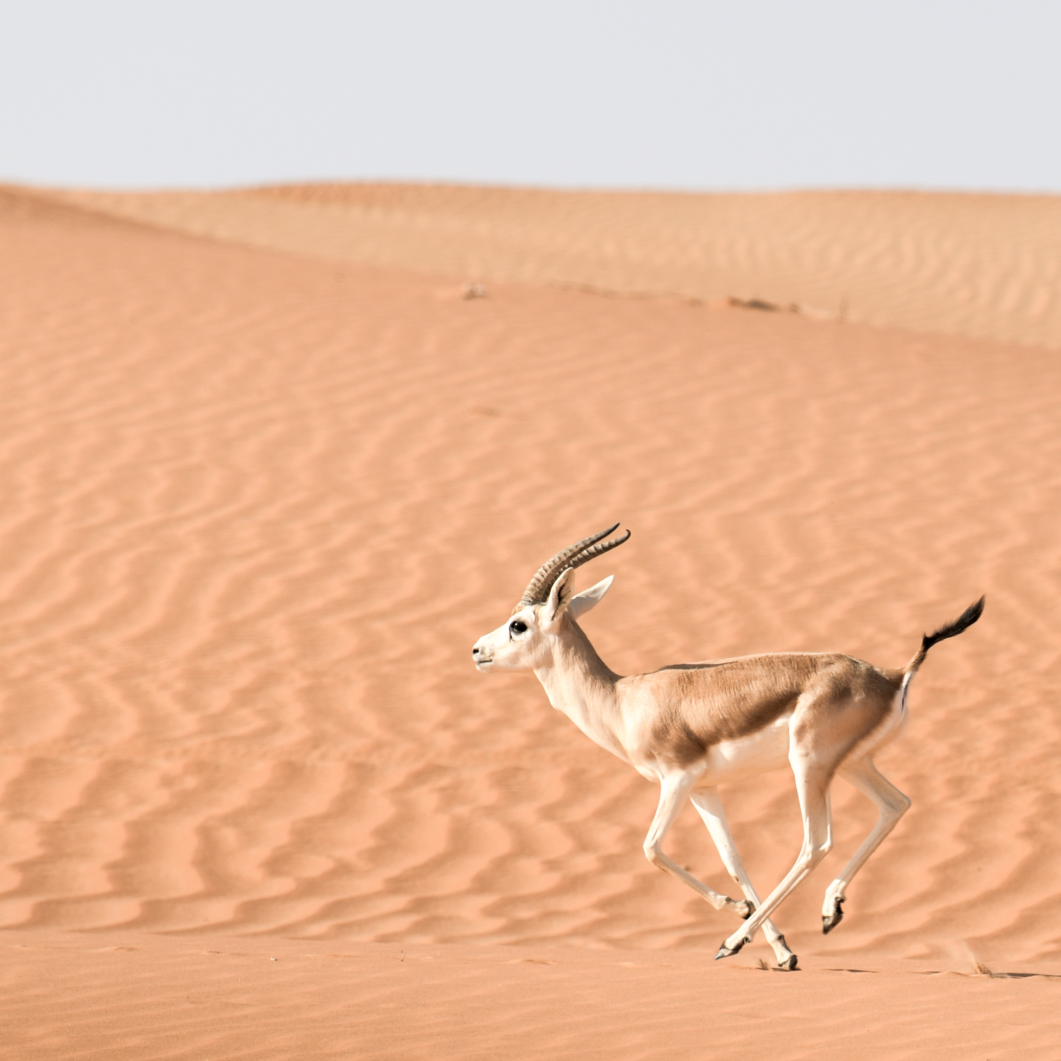 Gazelle running through the desert