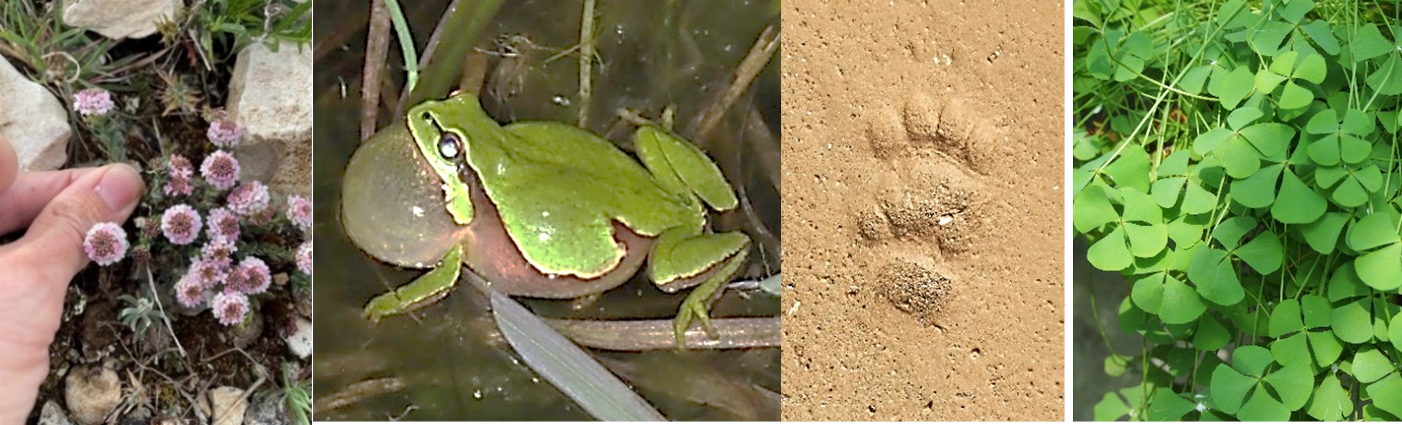 GRUPO DE ESPECIES PROTEGIDAS VARIAS