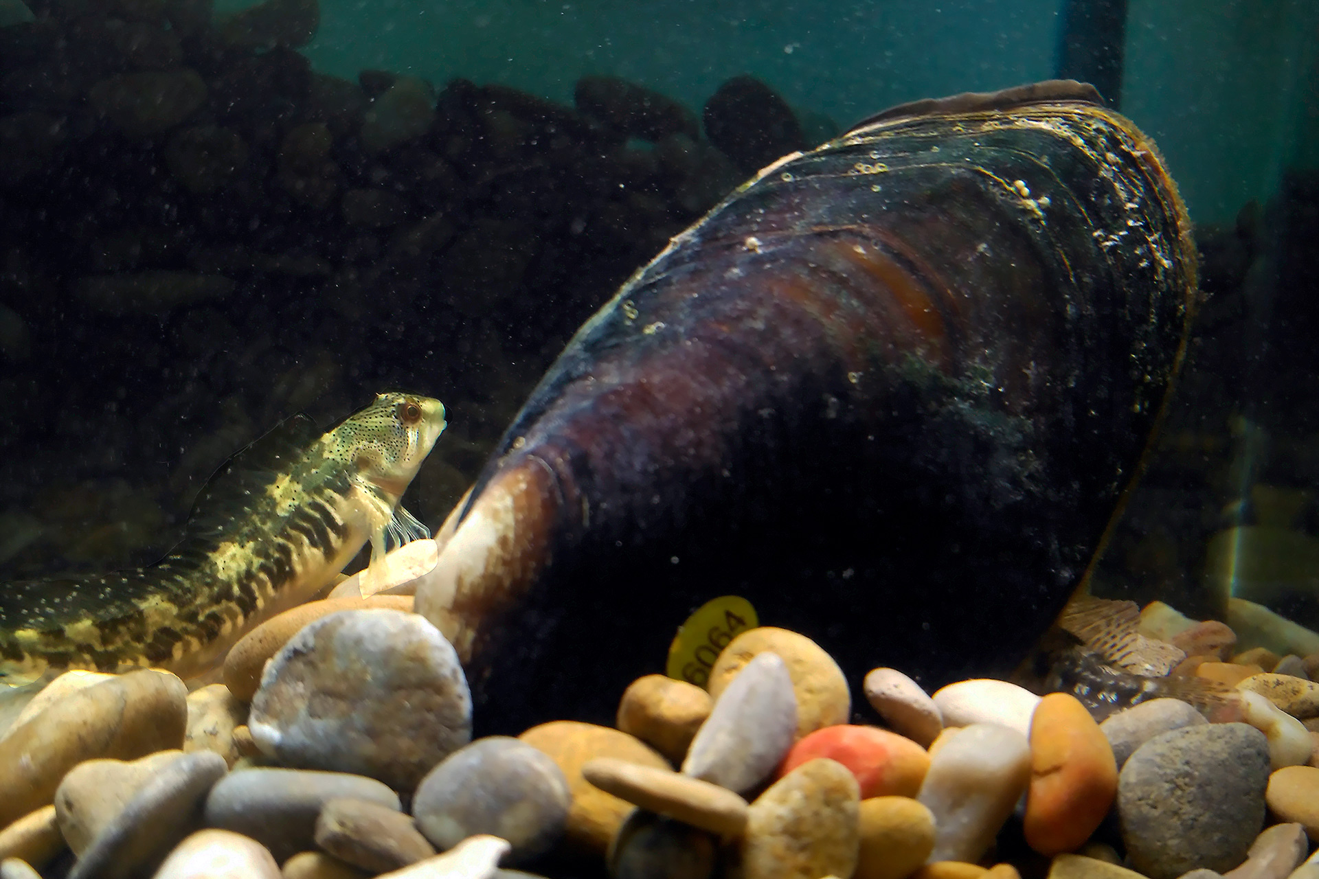 Margaritifera con PEZ HOSPEDADOR FOTO CENTRO CRIA ALFRANCA ZARAGOZA