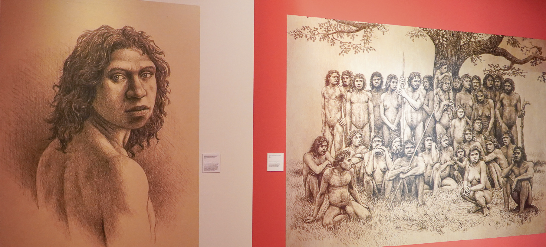 Illustrations of Homo antecessor