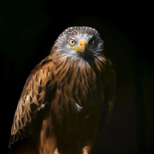 Mission: protect birdlife