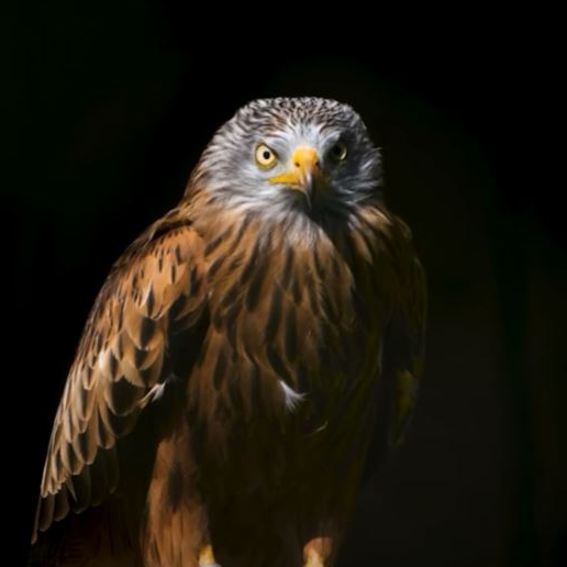 Misión “proteger la avifauna”