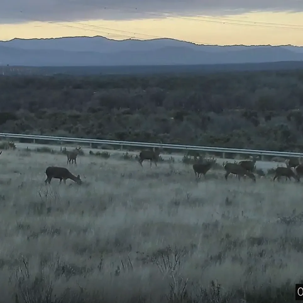 Captura de video del funcionamiento del sistema