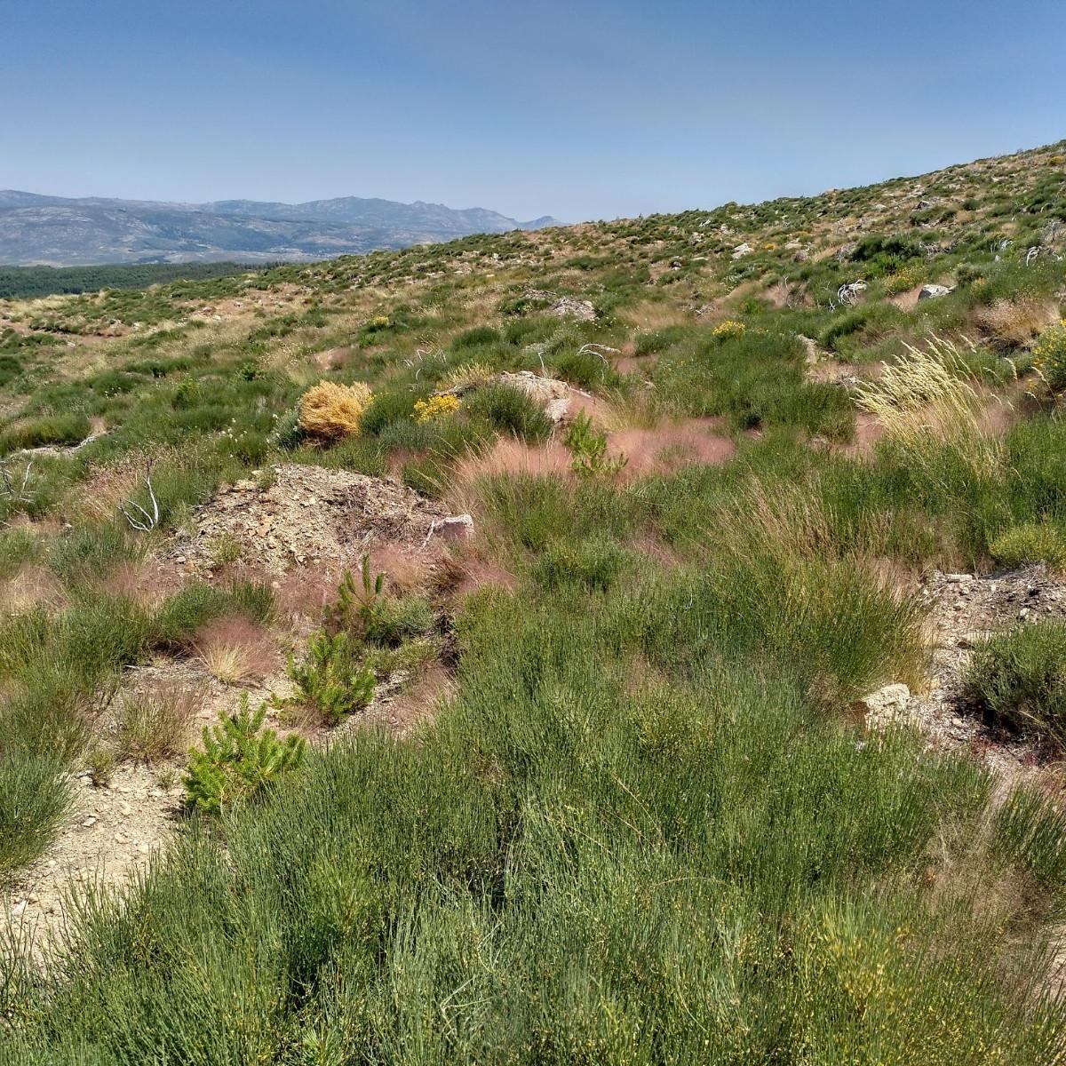 Reforestación de la Sierra de Gredos