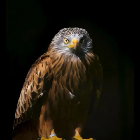 Misión “proteger la avifauna”