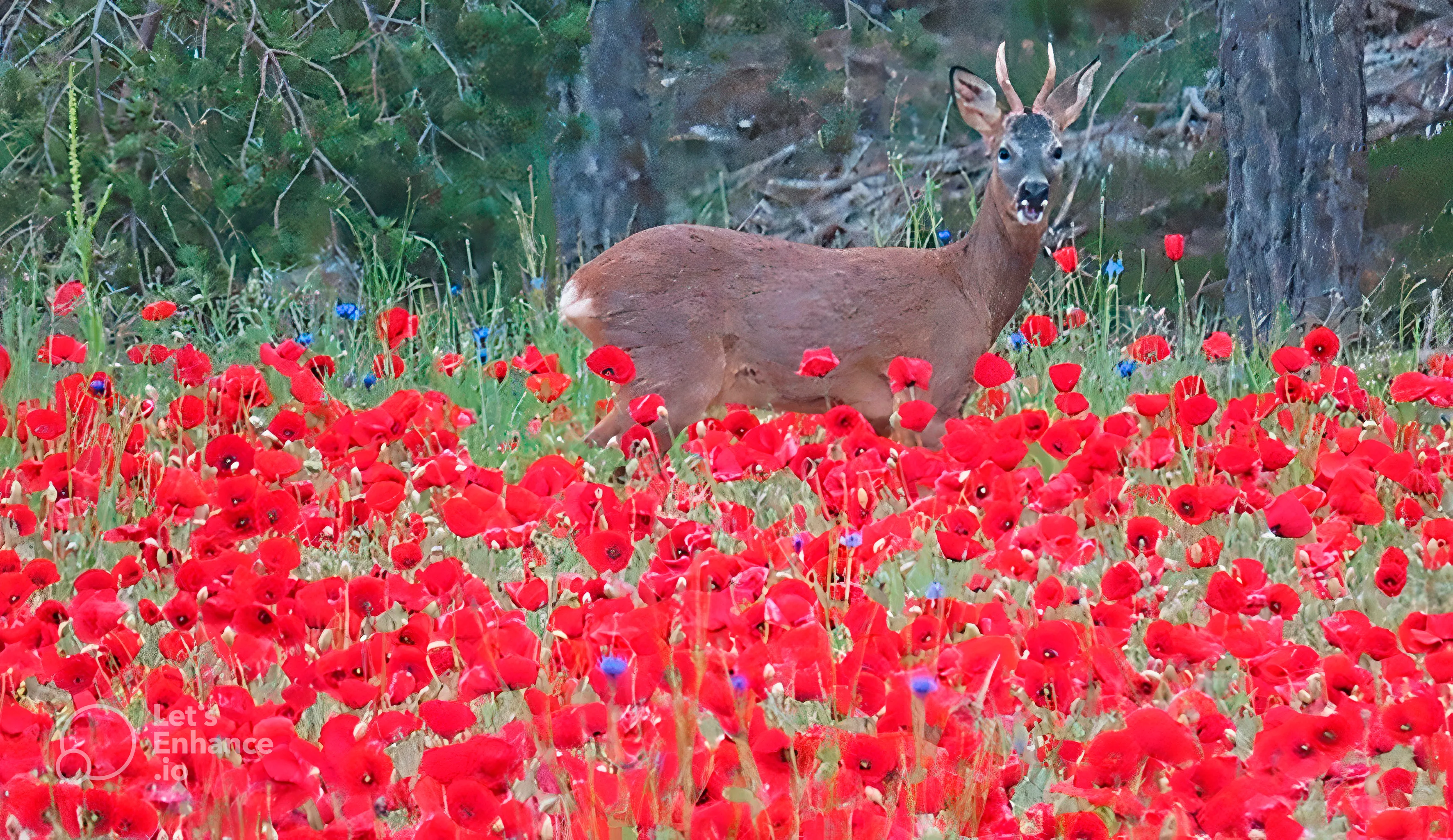 Protectors by nature