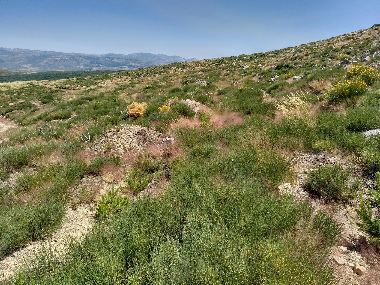 Reforestación de la Sierra de Gredos